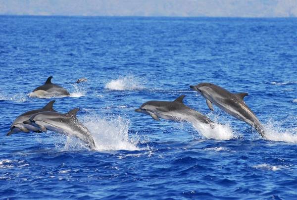 Zwemmen met dolfijnen op Pico (Sundowner Wildlife Holidays)