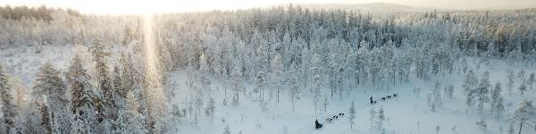 Huskytocht Zweden (Sundowner Wildlife Holidays)