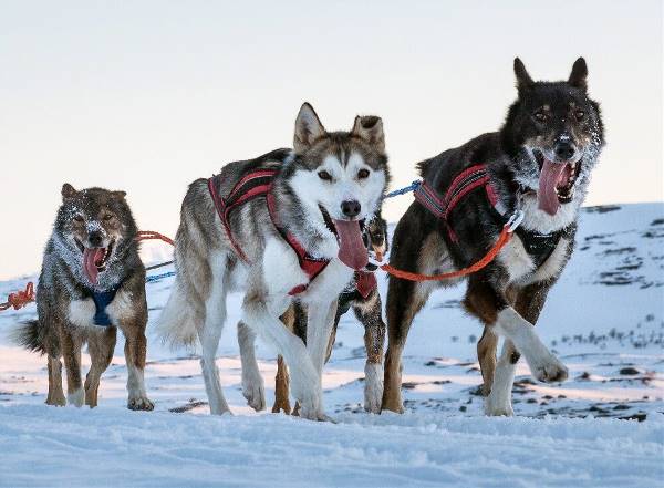 Finnland | Lappland: Husky-Wintertraum: Sportlich (Diamir)
