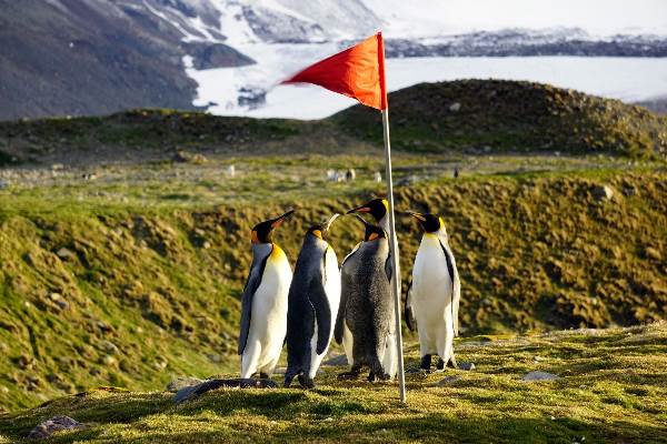 Antarktis: Tierparadiese Falkland und Südgeorgien (Diamir)