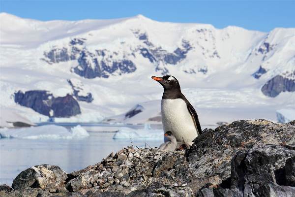 Antarktis: Im Reich der Pinguine (Diamir)