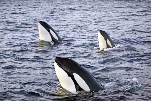 Norwegen: Segeln, Nordlichter und Wale (Diamir)