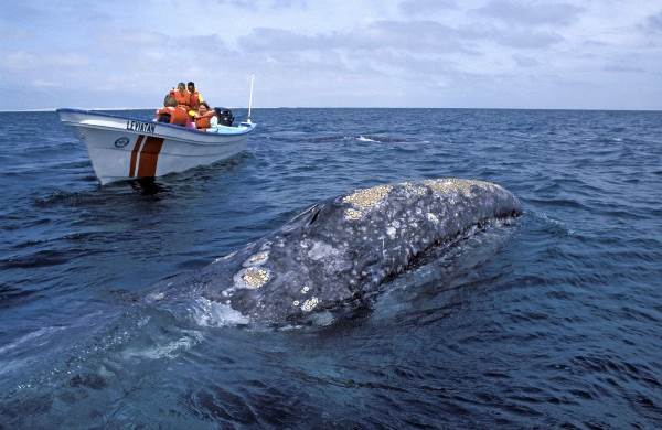Mexiko: Walbeobachtung auf der Baja California (Diamir)