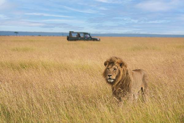 Tansania: Im Königreich der Löwen (Diamir)