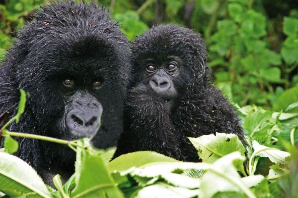 Uganda • Ruanda: Berggorillas und Schimpansen (Diamir)