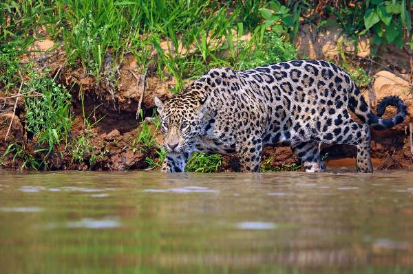 Brasilien | Pantanal: Im Reich des Jaguars (Diamir)