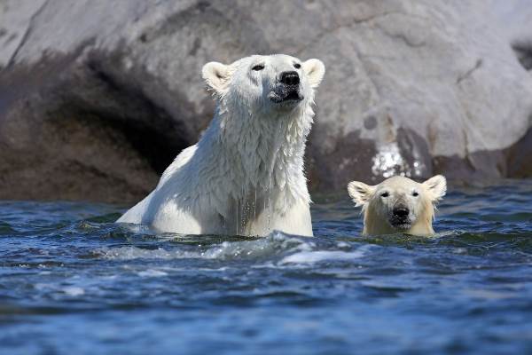 Kanada | Manitoba: Eisbären und Belugas am Churchill River (Diamir)
