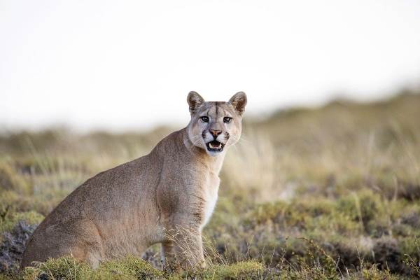 Chile • Brasilien: Im Angesicht der wilden Katzen: Puma und Jaguar (Diamir)