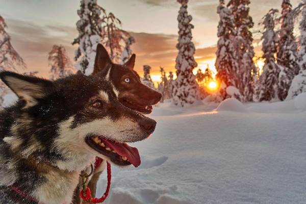 Finnland | Lappland: Husky-Wintertraum: Klassisch (Diamir)