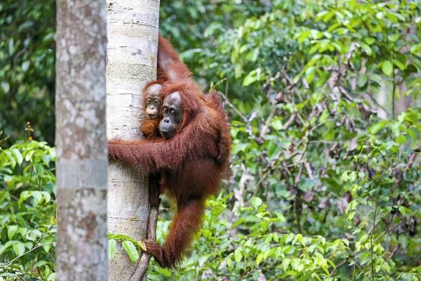 Malaysia | Borneo: Auf der Spur der letzten Zwergelefanten (Diamir)