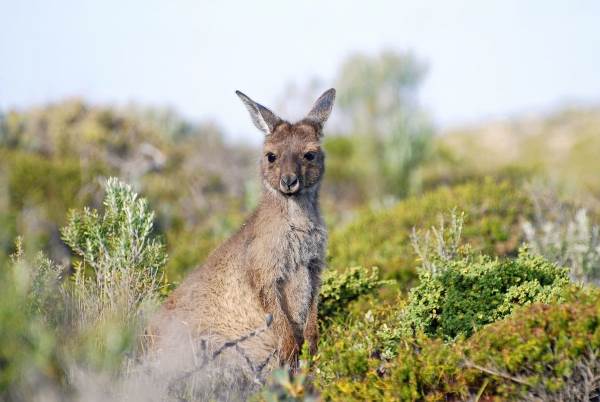 Australien | Indonesien: Auf Safari mit Kängurus und Drachen (Diamir)