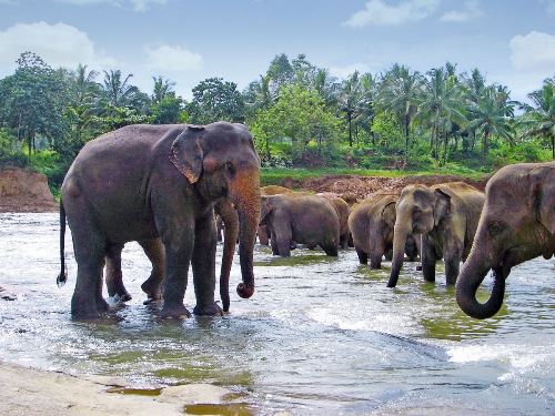 Sri Lanka: Leoparden und Löwenfelsen (Diamir)