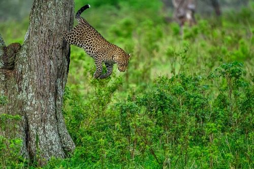 Tansania: Abenteuer Kilimanjaro über die Lemosho-Route mit Safari (Diamir)