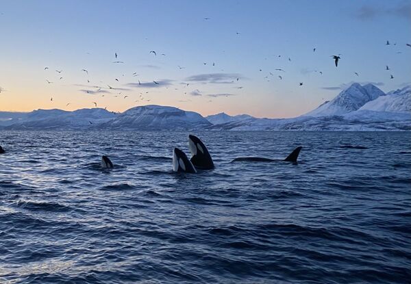 Norwegen: Magie des Mittwinters (Diamir)