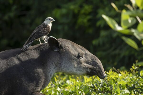Costa Rica: Dem Tapir auf der Spur (Diamir)
