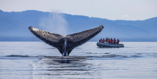 Alaska's Glacier Wilderness with Glacier Bay (UnCruise)