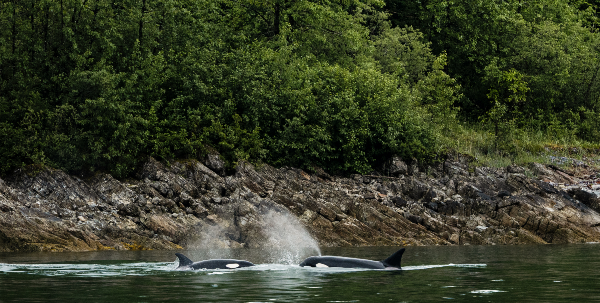 Glacier Bay National Park with Inside Passage and San Juan Islands (UnCruise)
