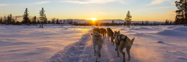Northern Lights, Ice Hotels & Huskies (Albatross Tours)