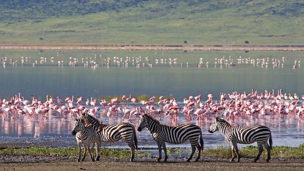 Captivating Kenya (Indus)