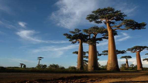 1000 Views of Madagascar (Indus)
