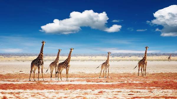 Highlights of Namibia, Botswana and Zimbabwe (Indus)
