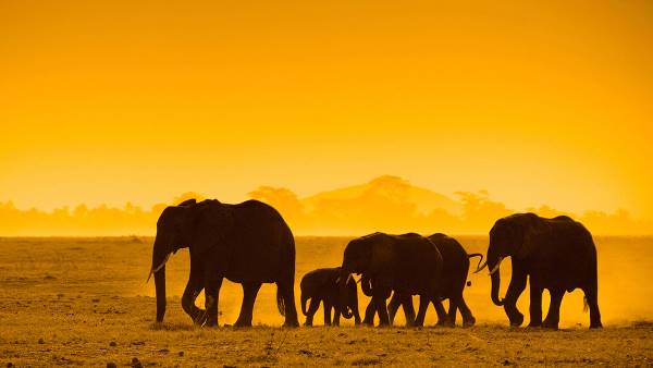 Classic Kenya Safari (Indus)