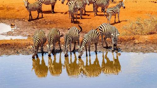 Captivating Kenya (Indus)