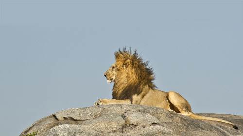 Simba Safari (Indus)