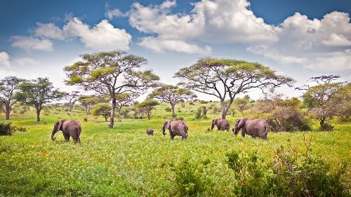 Picturesque Solo Tanzania Tour (Indus)
