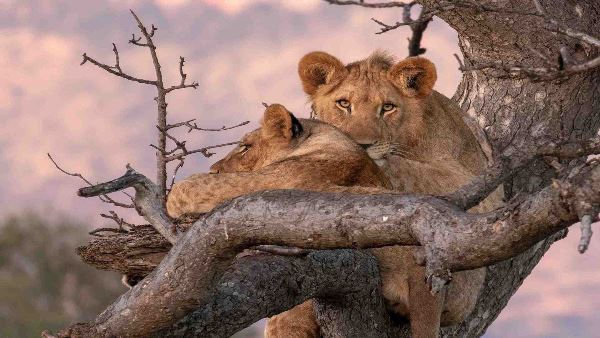 Classic East Africa (Indus)