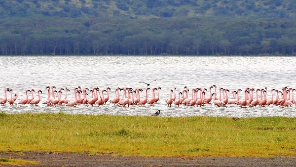 Essential Tanzania (Indus)