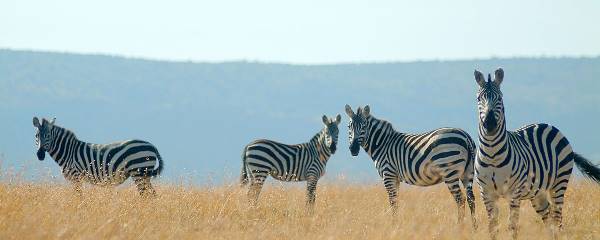 Kenya's Big 5 Conservancy Safari (Fly-In) (Go2Africa)