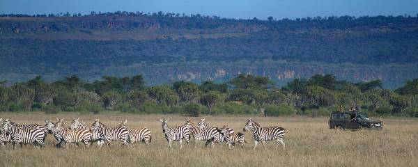 Best-Priced Kenya Mara & Lake Nakuru (Private Overland) (Go2Africa)