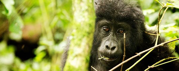 Uganda & Rwanda Primates and Wildlife Safari (Go2Africa)