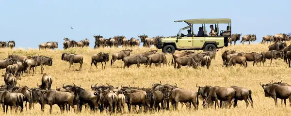 Tanzania's Best Value Migration Safari (Go2Africa)