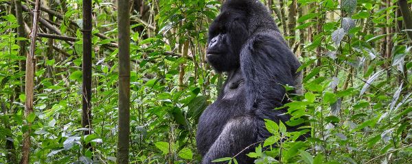 Rwanda Gorilla Encounter (Go2Africa)