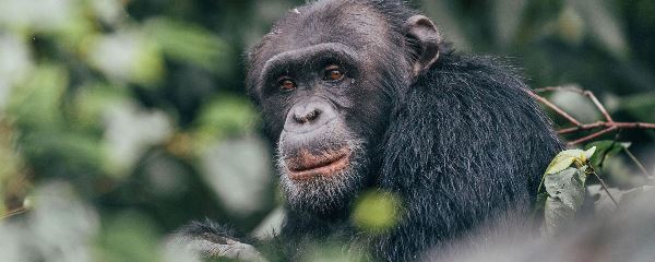Secret Gorillas, Chimps, Serengeti & Crater (Go2Africa)