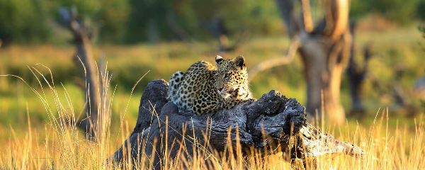Family Botswana's Khwai River & Linyanti Channel (Go2Africa)