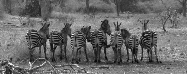 Cape Town To Victoria Falls Group Overland Tour (Madventure)