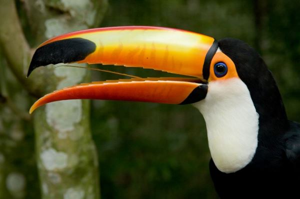 Rio De Janeiro To Manaus Via The Guianas Group Overland Expedition (Dragoman)