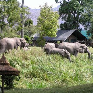 Tanzania: The Serengeti & Beyond (Globus)