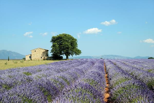 Country Roads of France (Insight Vacations)