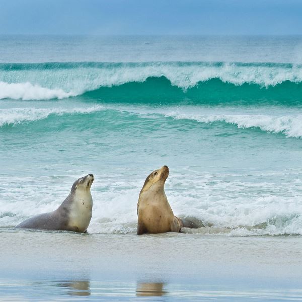 Great Ocean Road and Kangaroo Island Escape (AATKings)