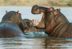 City: South Luangwa National Park