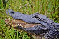 City: Everglades National Park